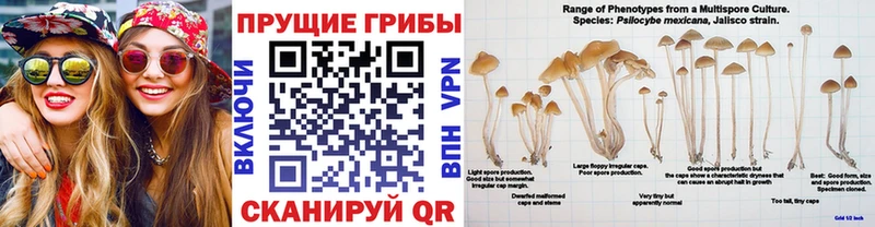 Псилоцибиновые грибы Psilocybe  купить наркотики сайты  Аша 